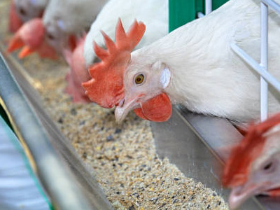 b2b cow, goat, poultry feed